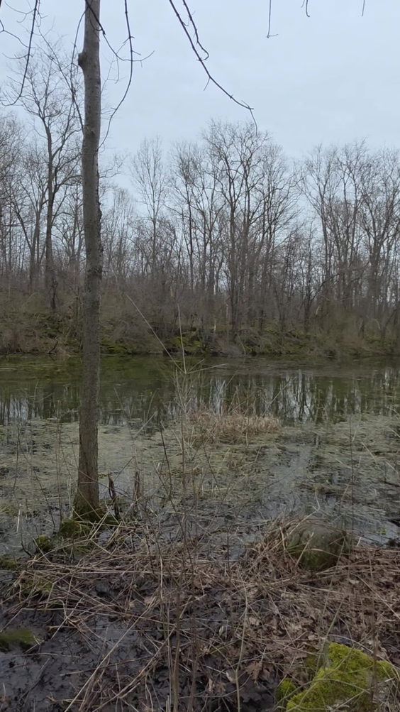 Three Falls Woods