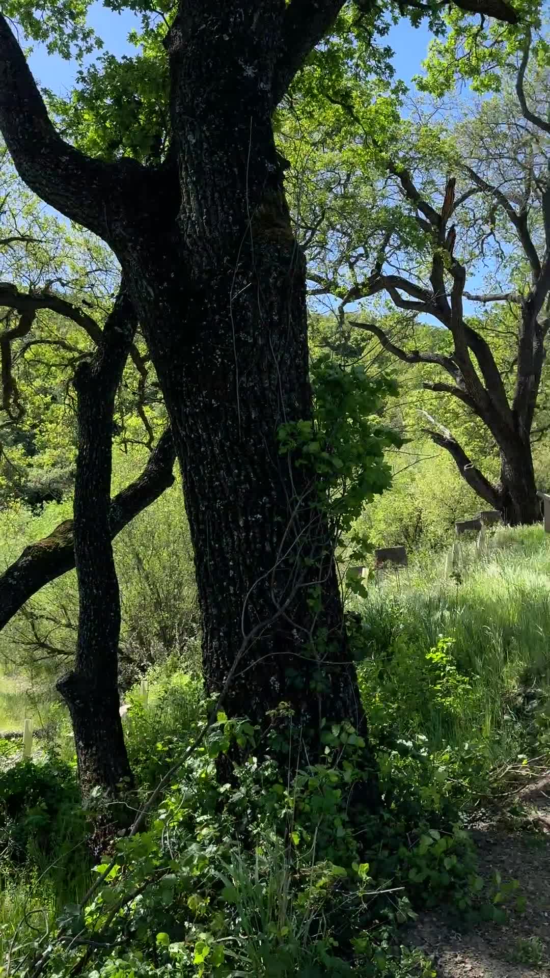 Almaden Quicksilver County Park