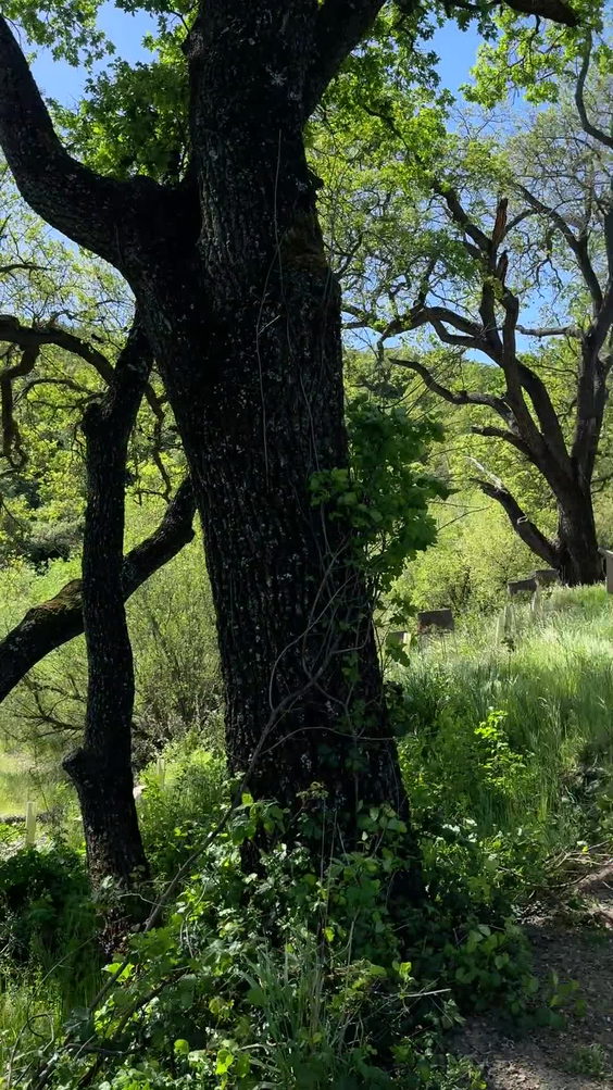 Almaden Quicksilver County Park