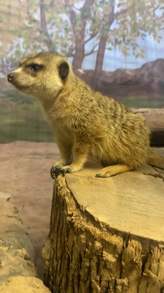 Primate Pavilion