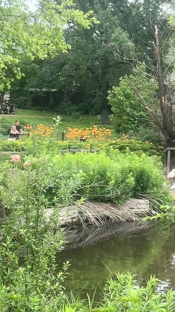 Reva Logan Bird Pond