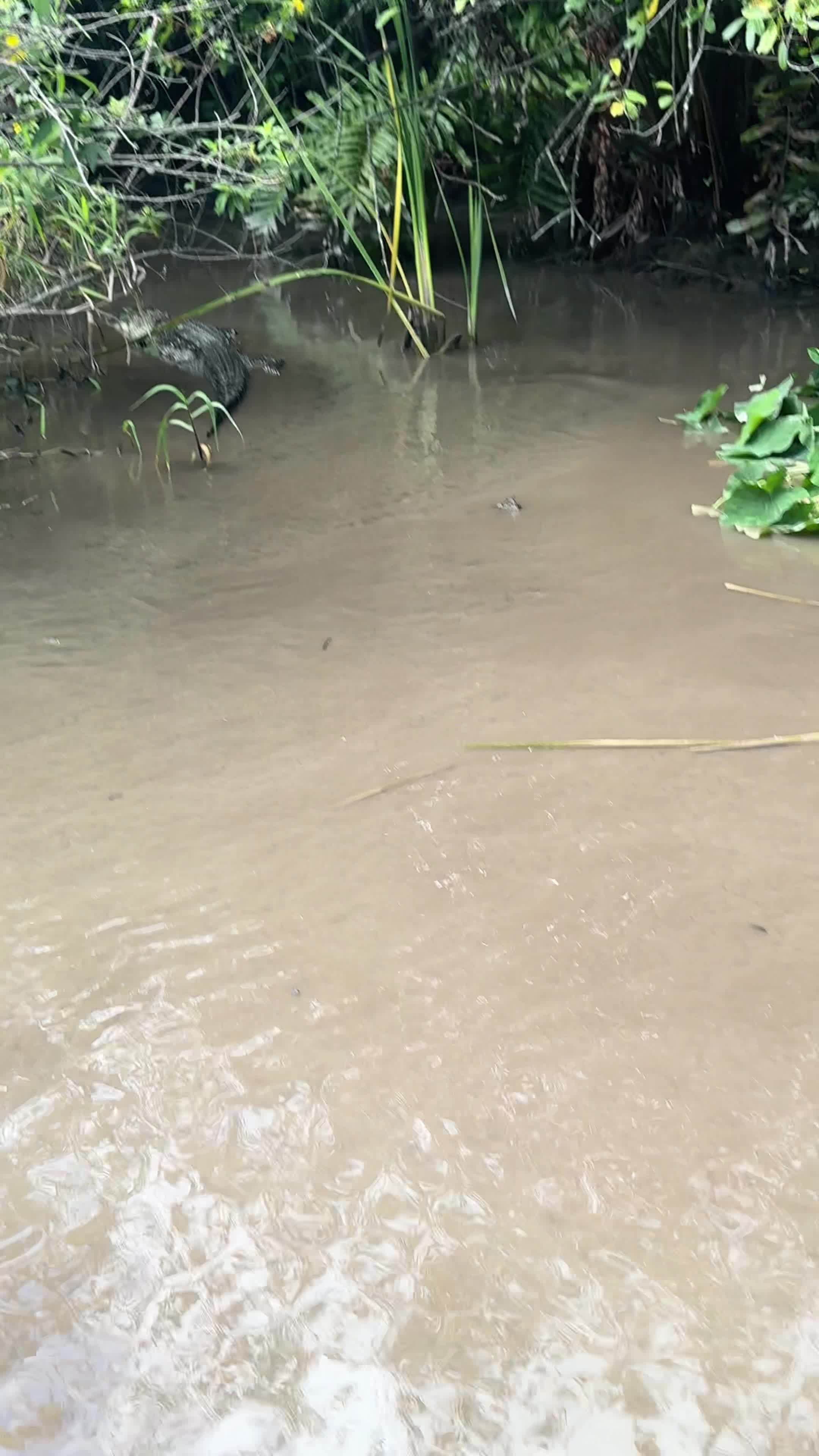 Video review of Everglades Alligator Farm