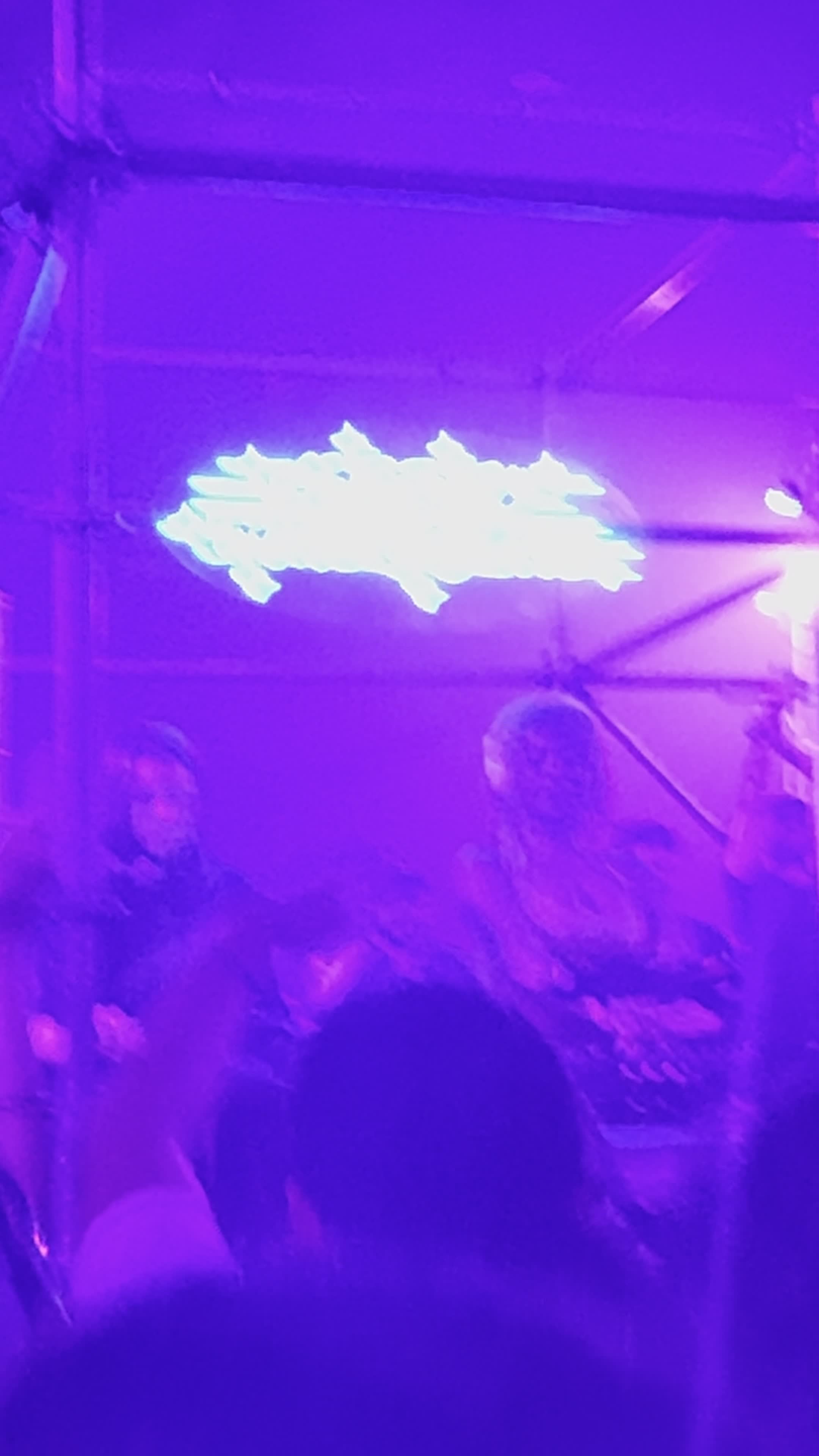 Mana Wynwood