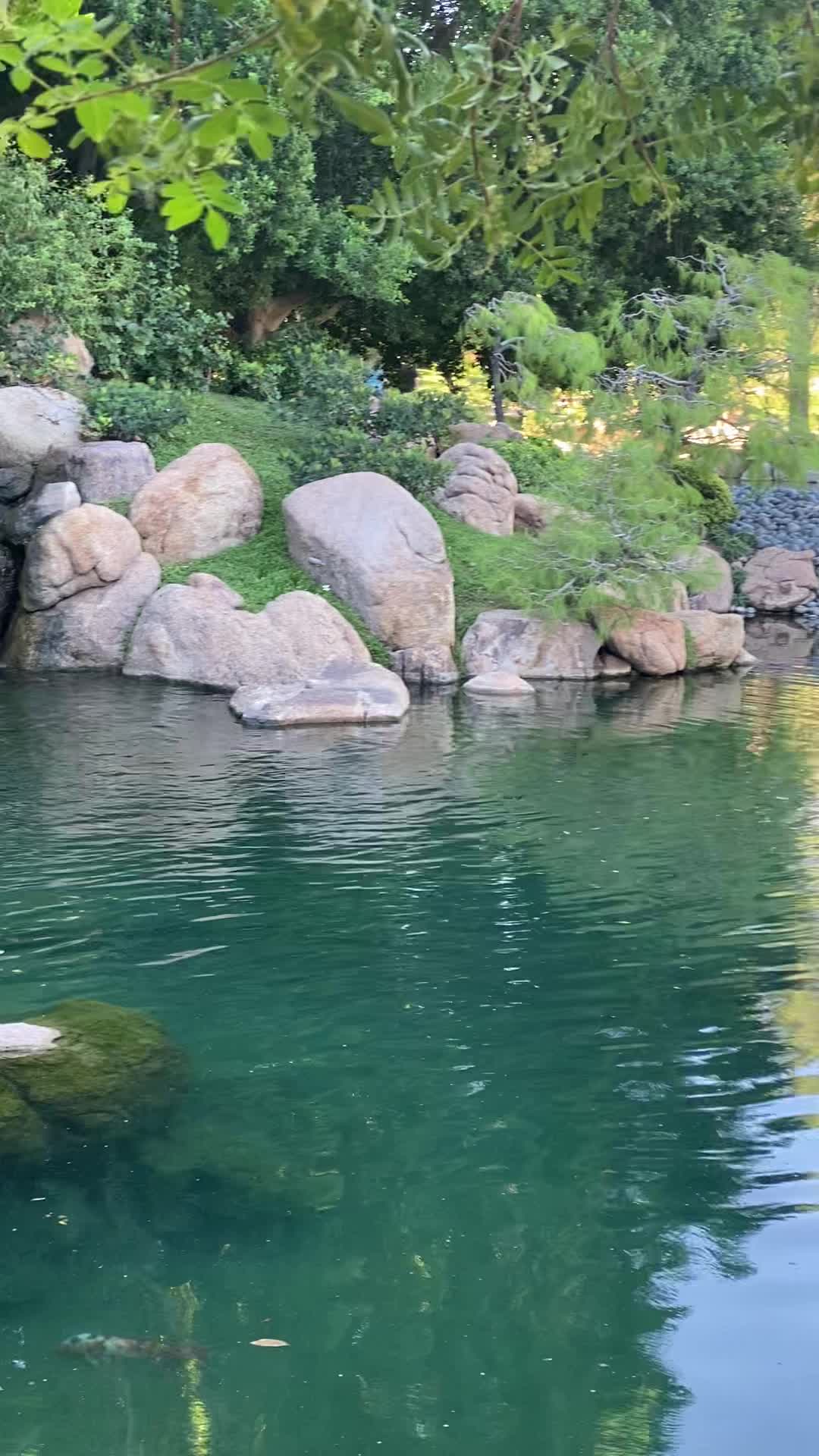 Video review of Japanese Friendship Garden