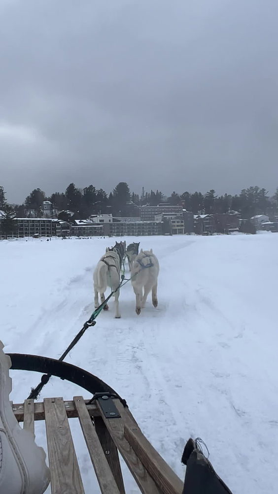 Dog ride
