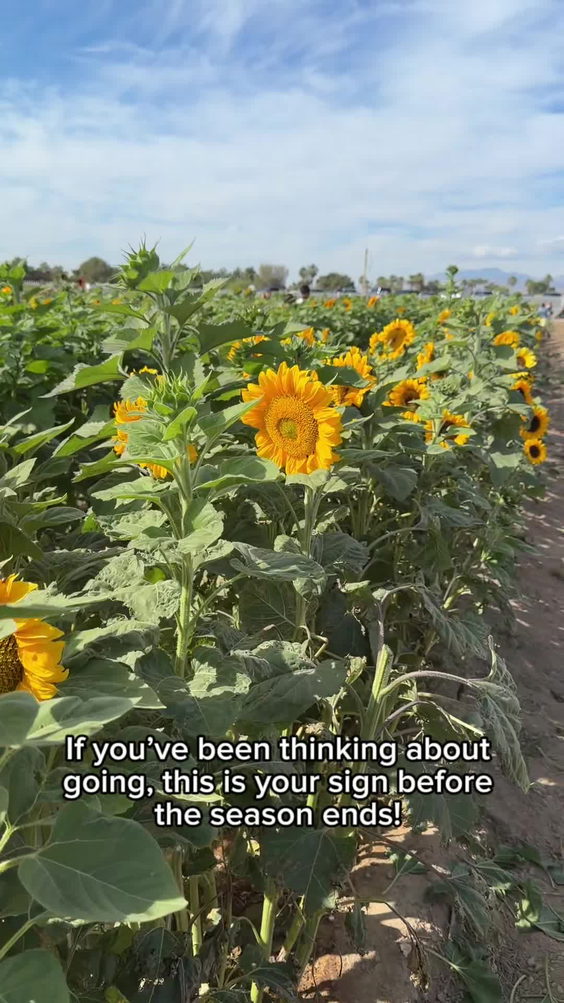 Gilcrease Orchard