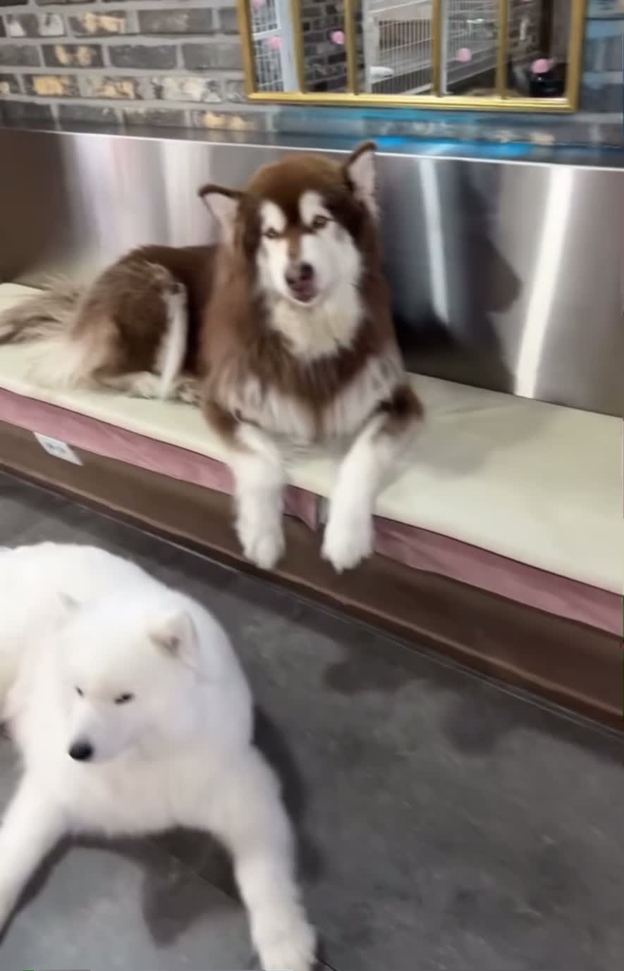 Video review of Dog Cafe (카페개네)