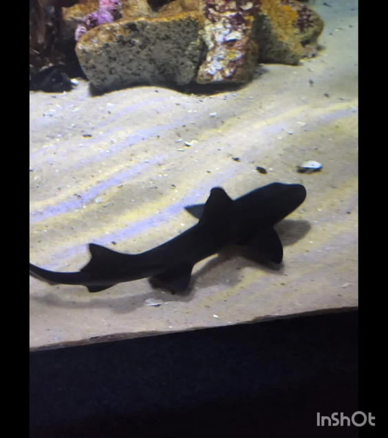 Two Oceans Aquarium