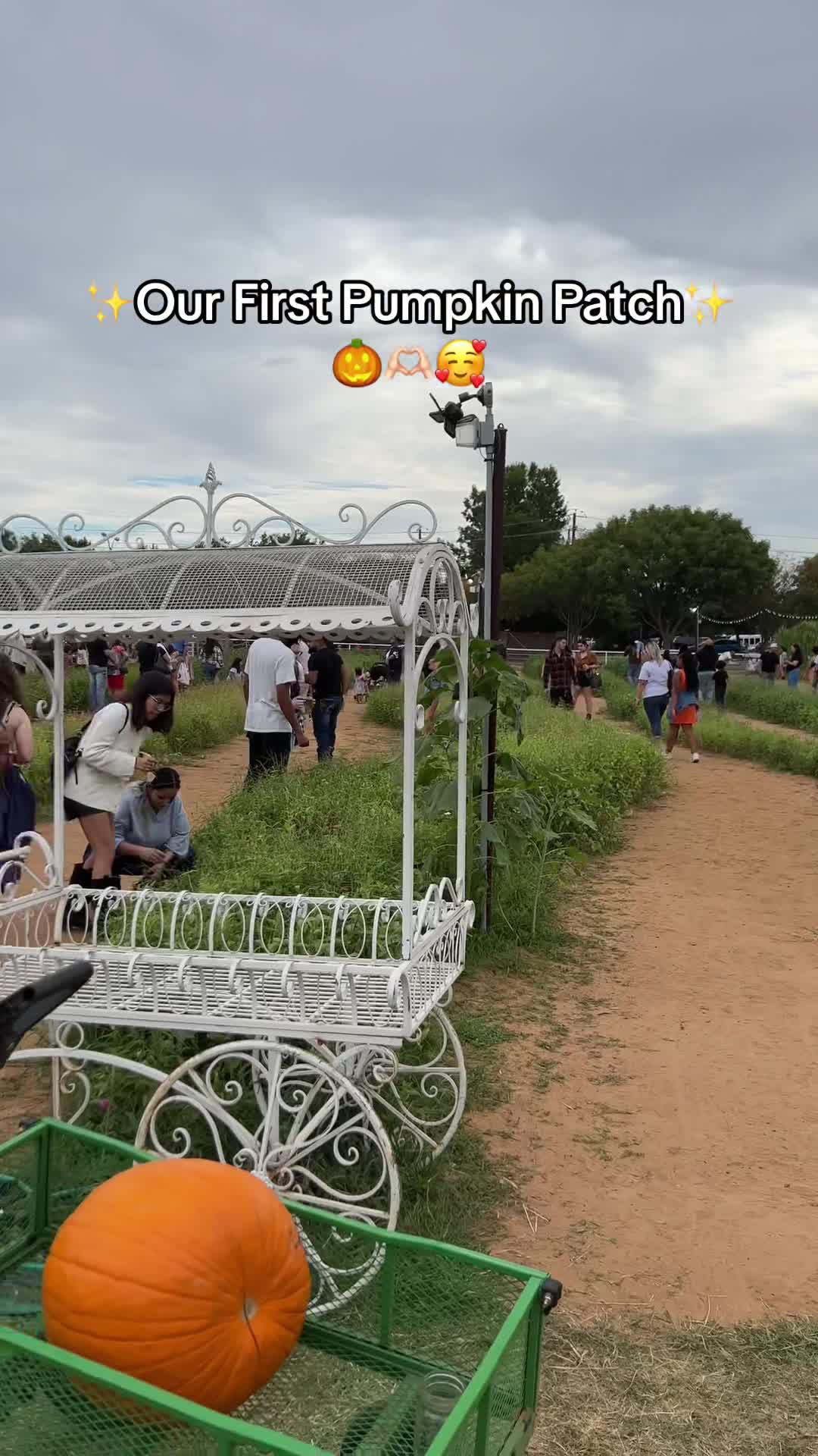 Hall Pumpkin Farm
