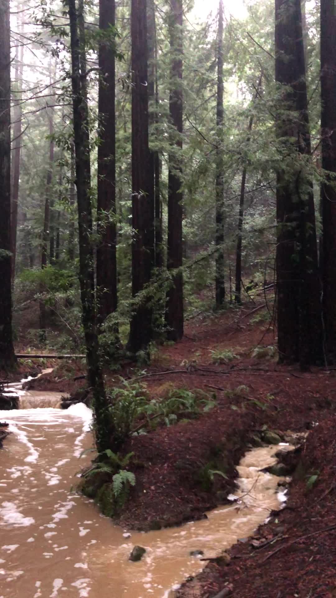 Reinhardt Redwood Regional Park