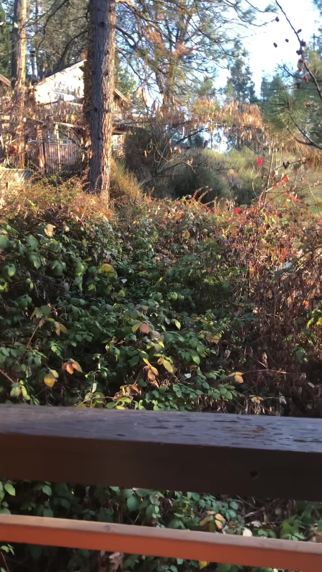 Video review of The Pines Resort