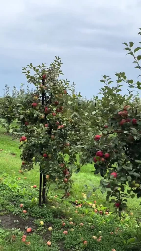 County Line Orchard