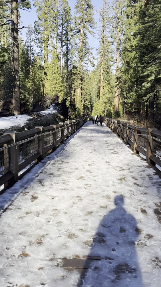 Mariposa Grove of Giant Sequoias