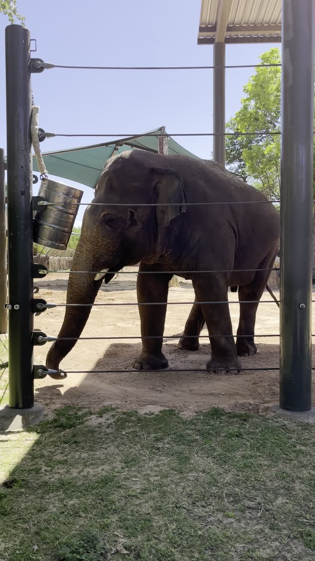 Video review of Houston Zoo