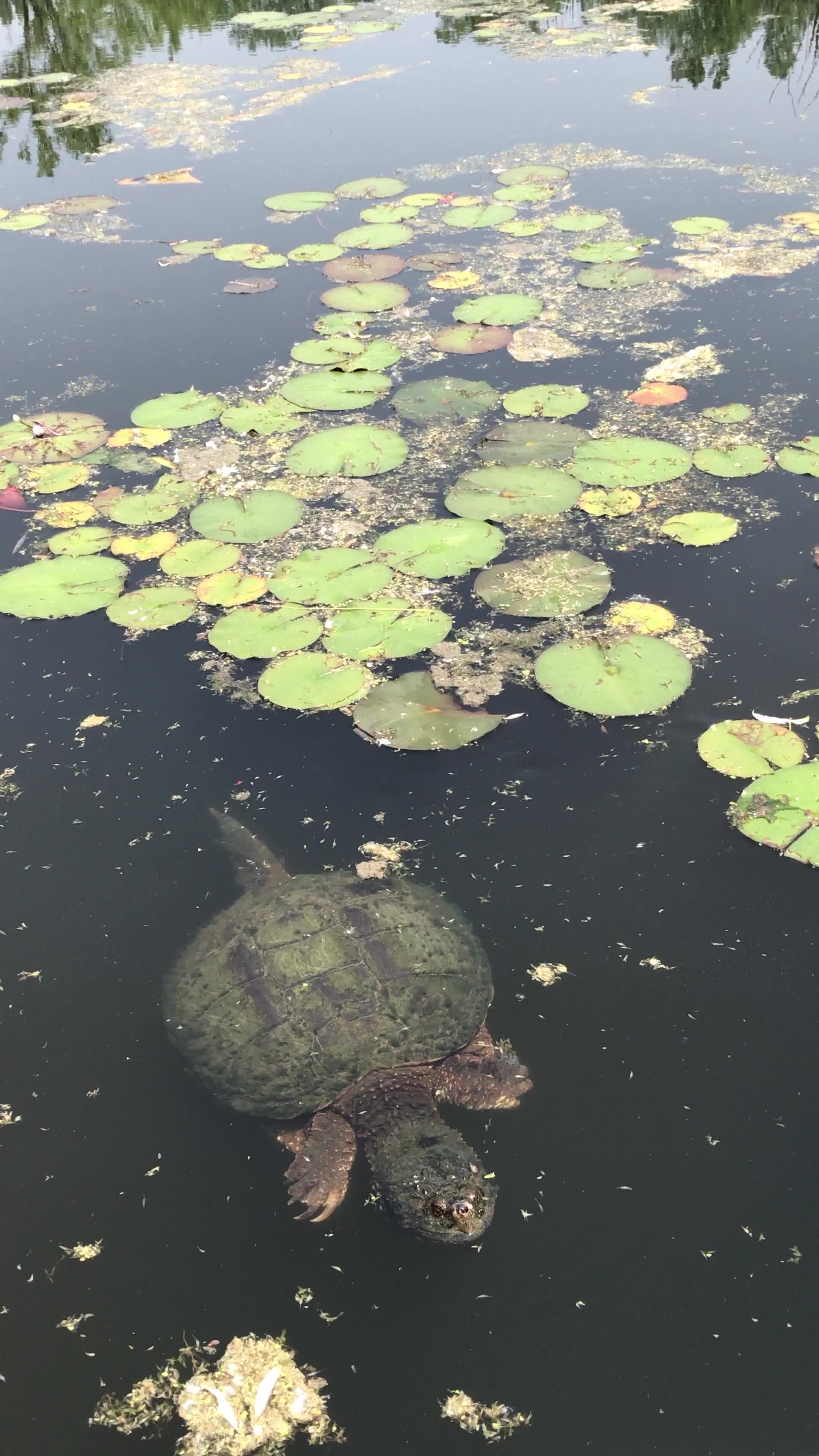 Video review of Evergreen Brick Works
