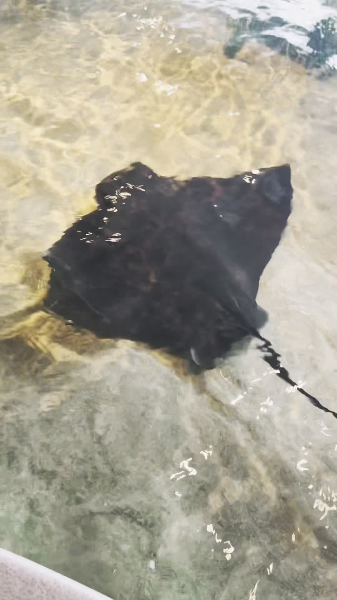 Monterey Bay Aquarium