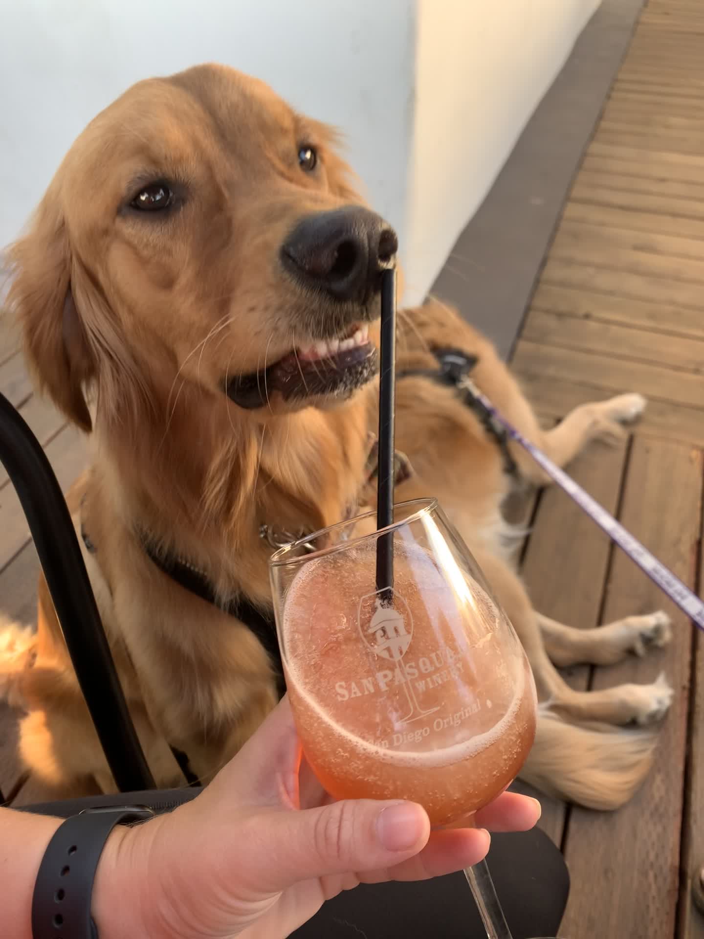 San Pasqual Winery Tasting Room