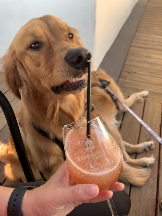 San Pasqual Winery Tasting Room