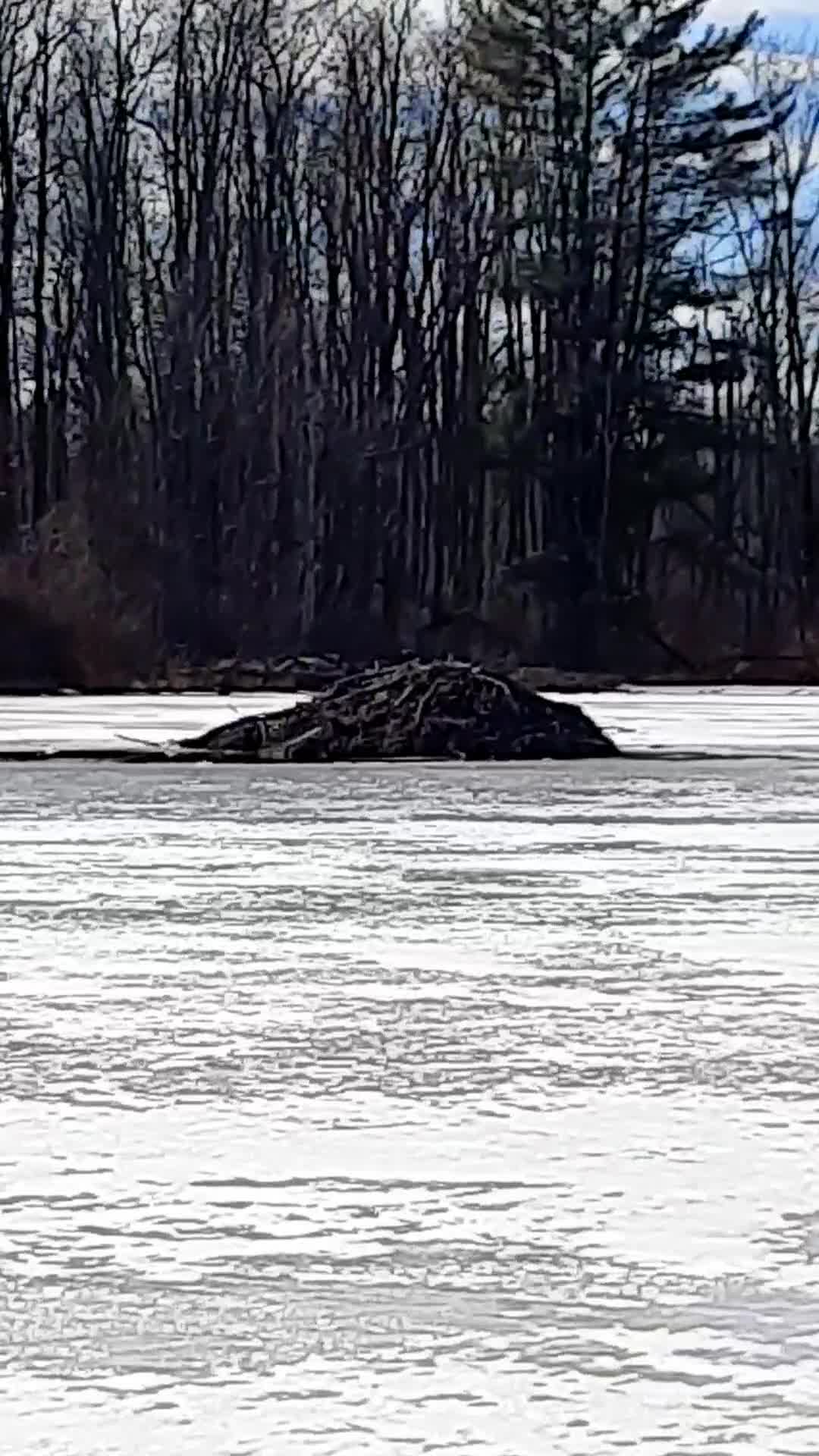 Brick Pond