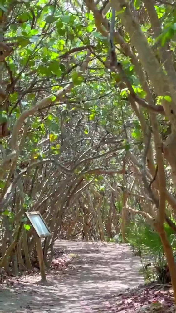 Hobbit Tunnels