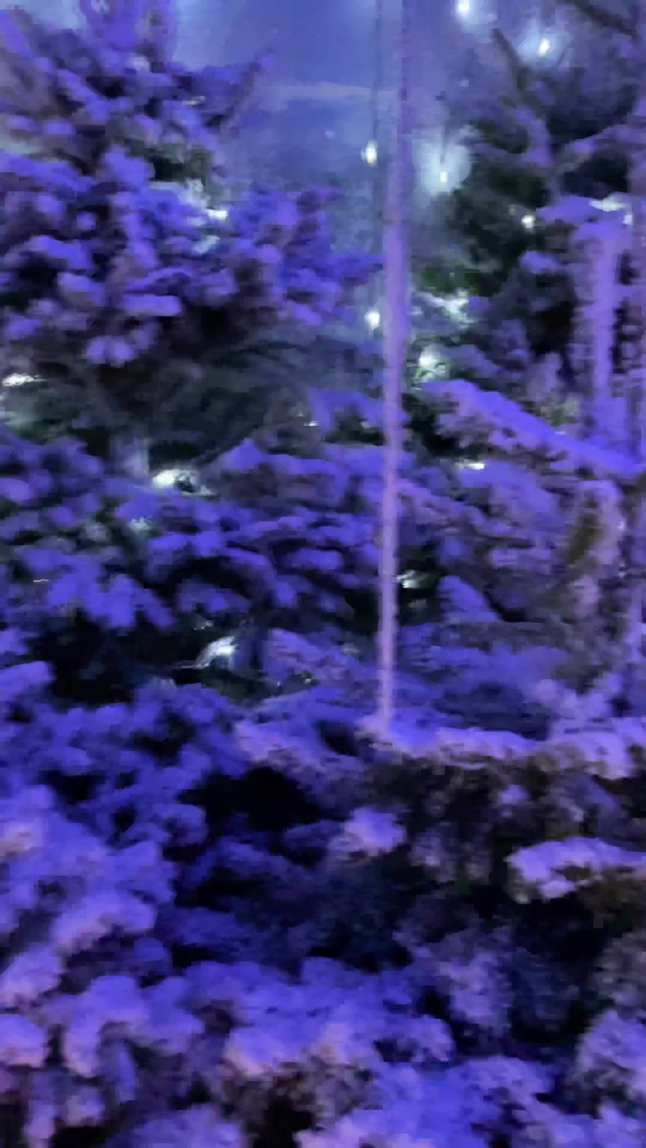 Stewarts Christchurch Garden Centre