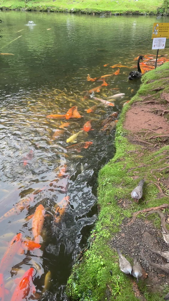 Byodo-In Temple