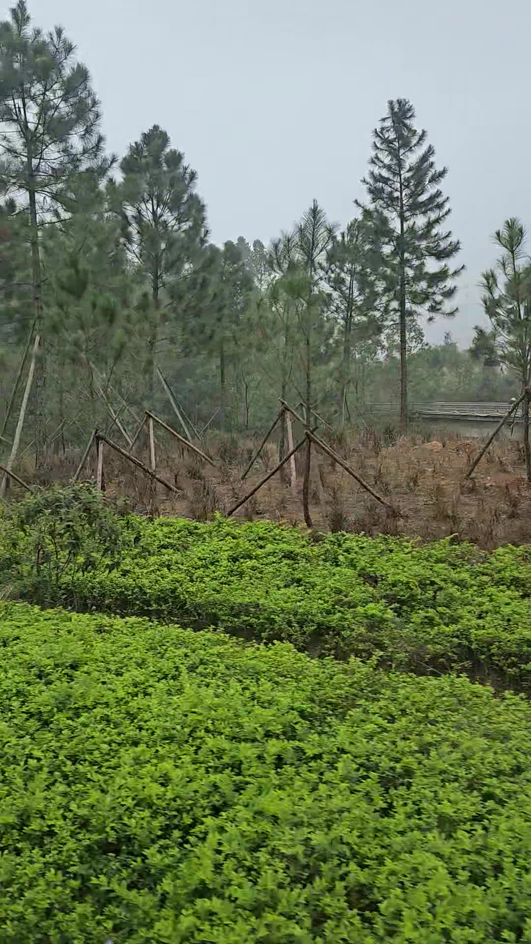Thanh lanh valley golf resort