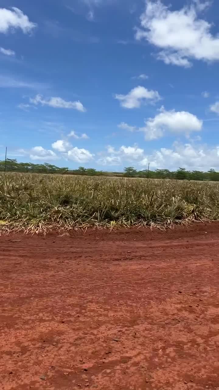 Dole Plantation