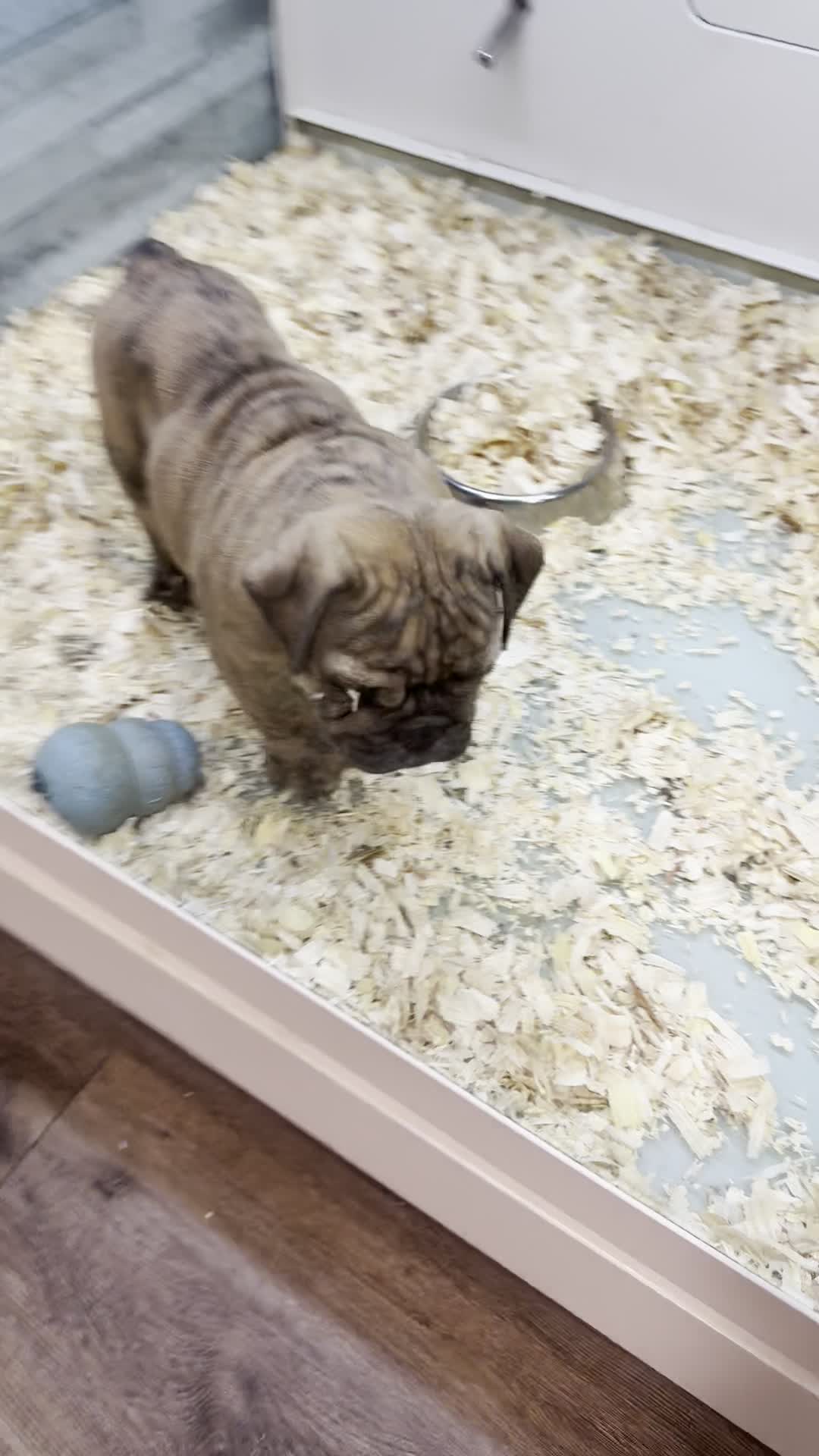 Pets R Us