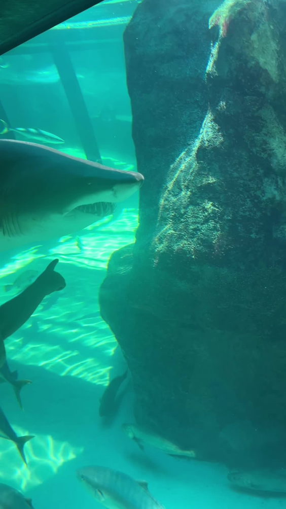 Two oceans aquarium