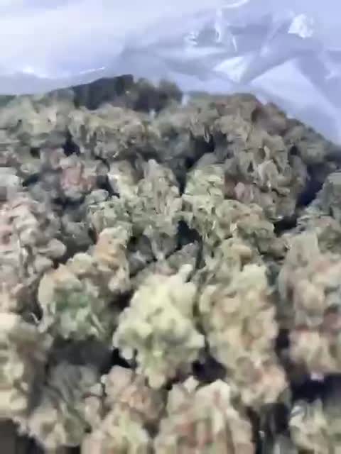 Melanie's