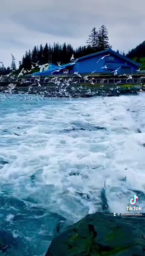 Solomon Gultch Hatchery