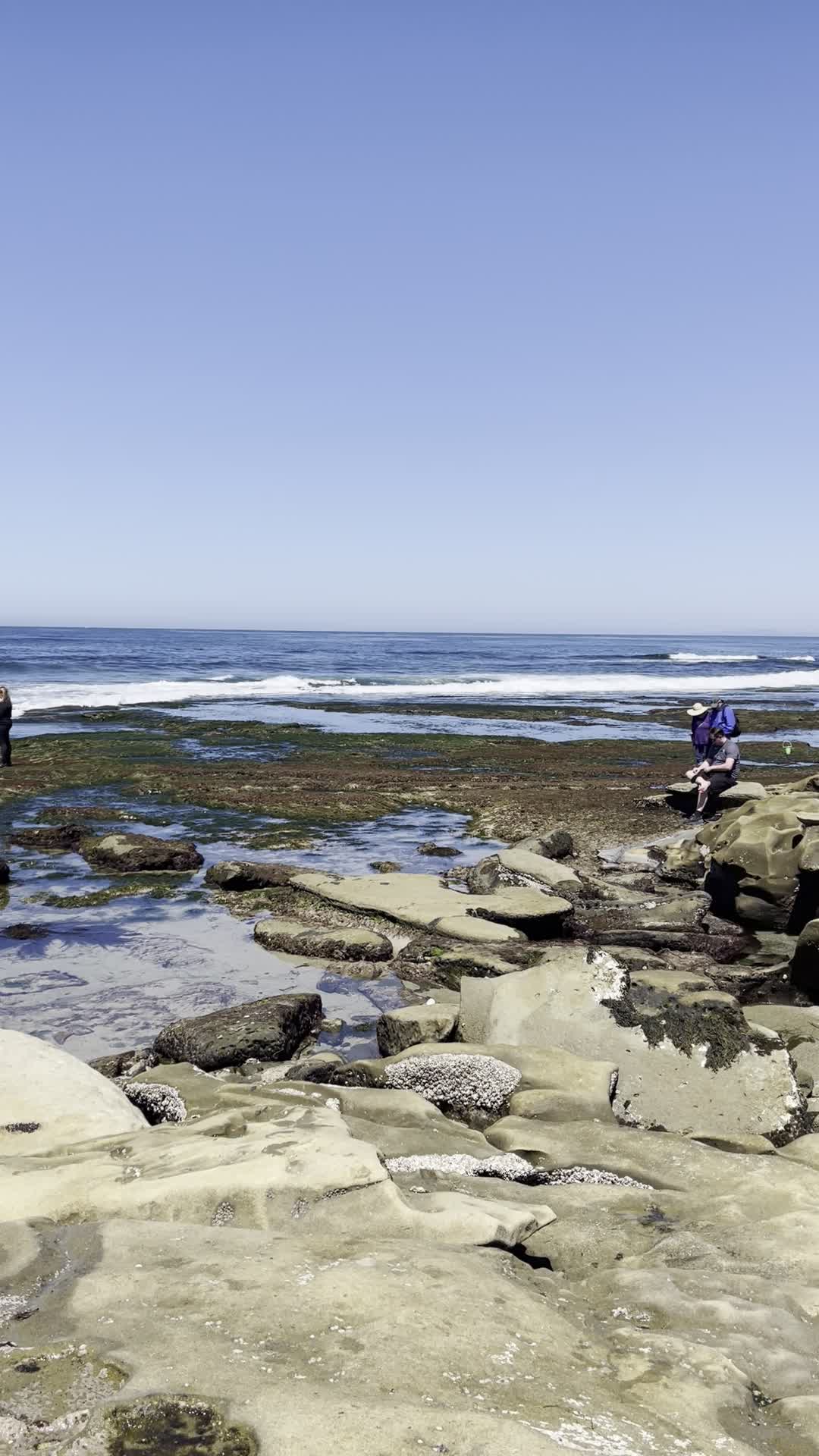 Video review of La Jolla Tide Pools