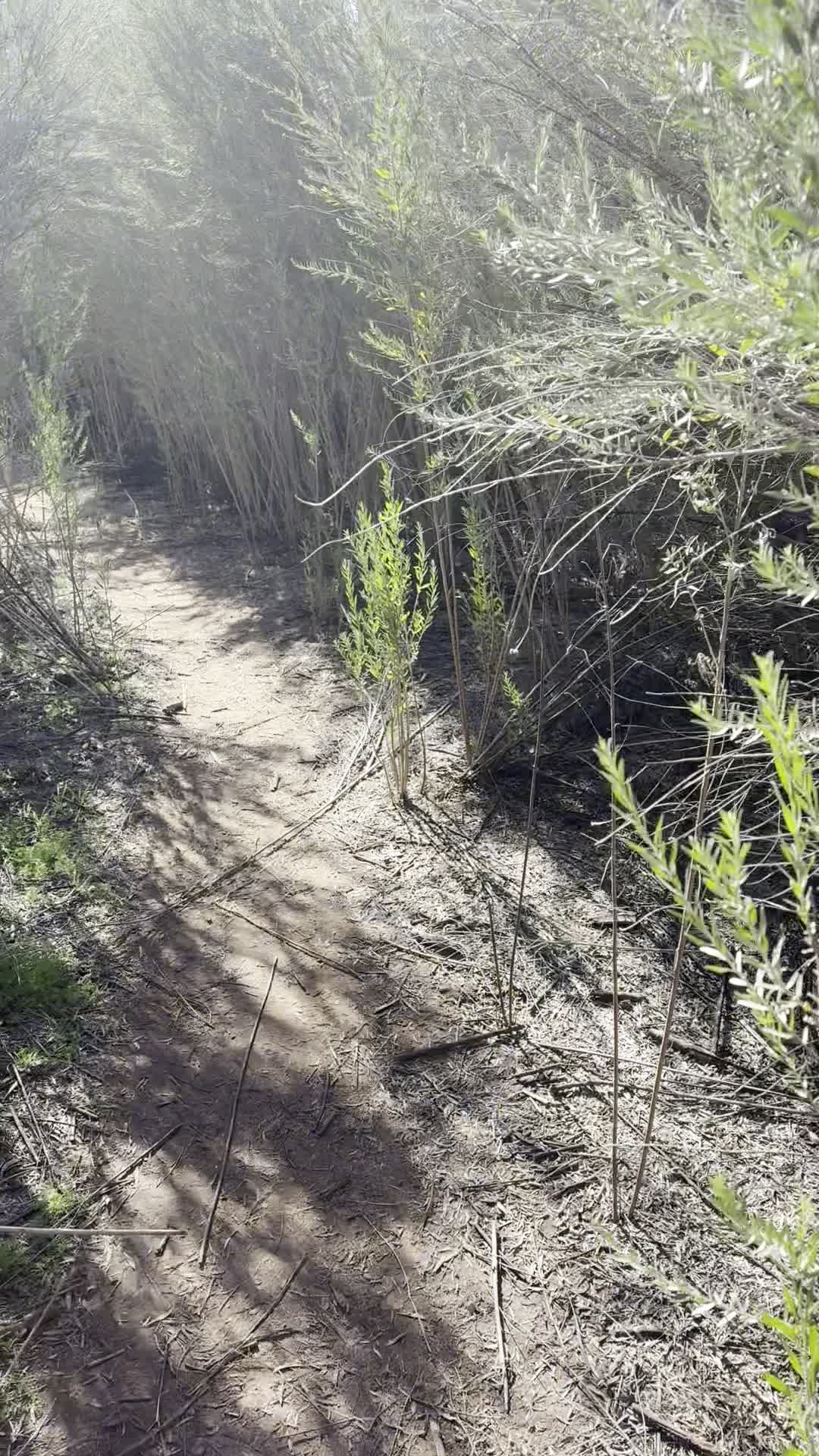 Twisted sisters trail mesa