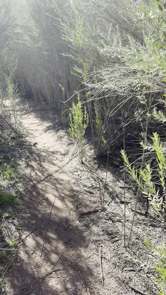 Twisted sisters trail mesa