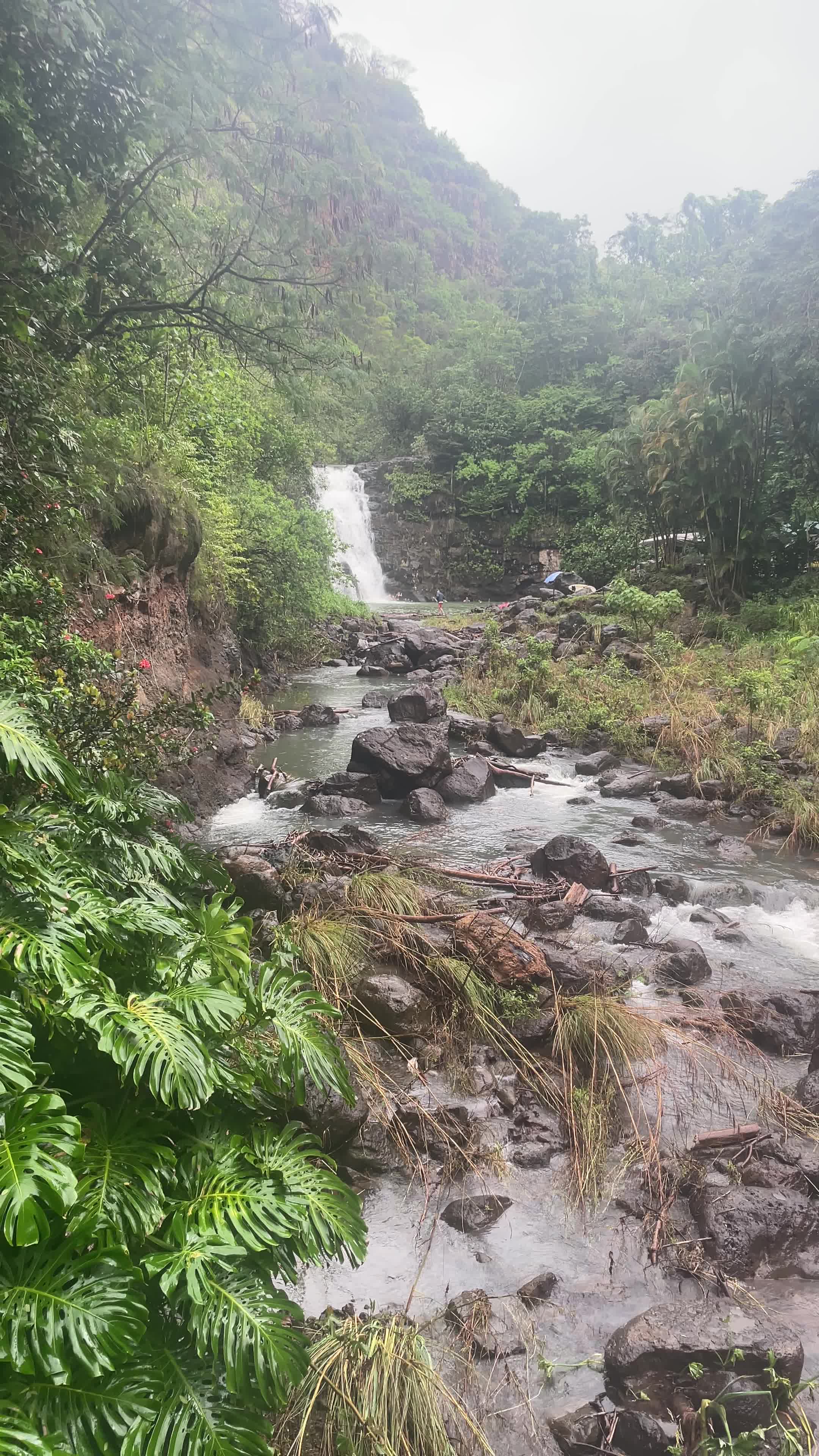 Waimea Arboretum and Botanical Garden