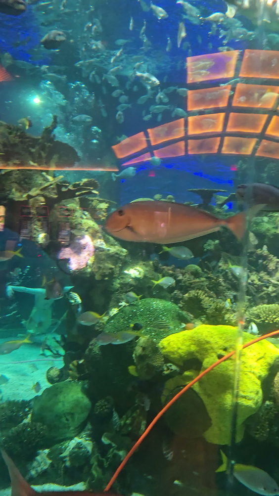 Silverton Mermaid Tank