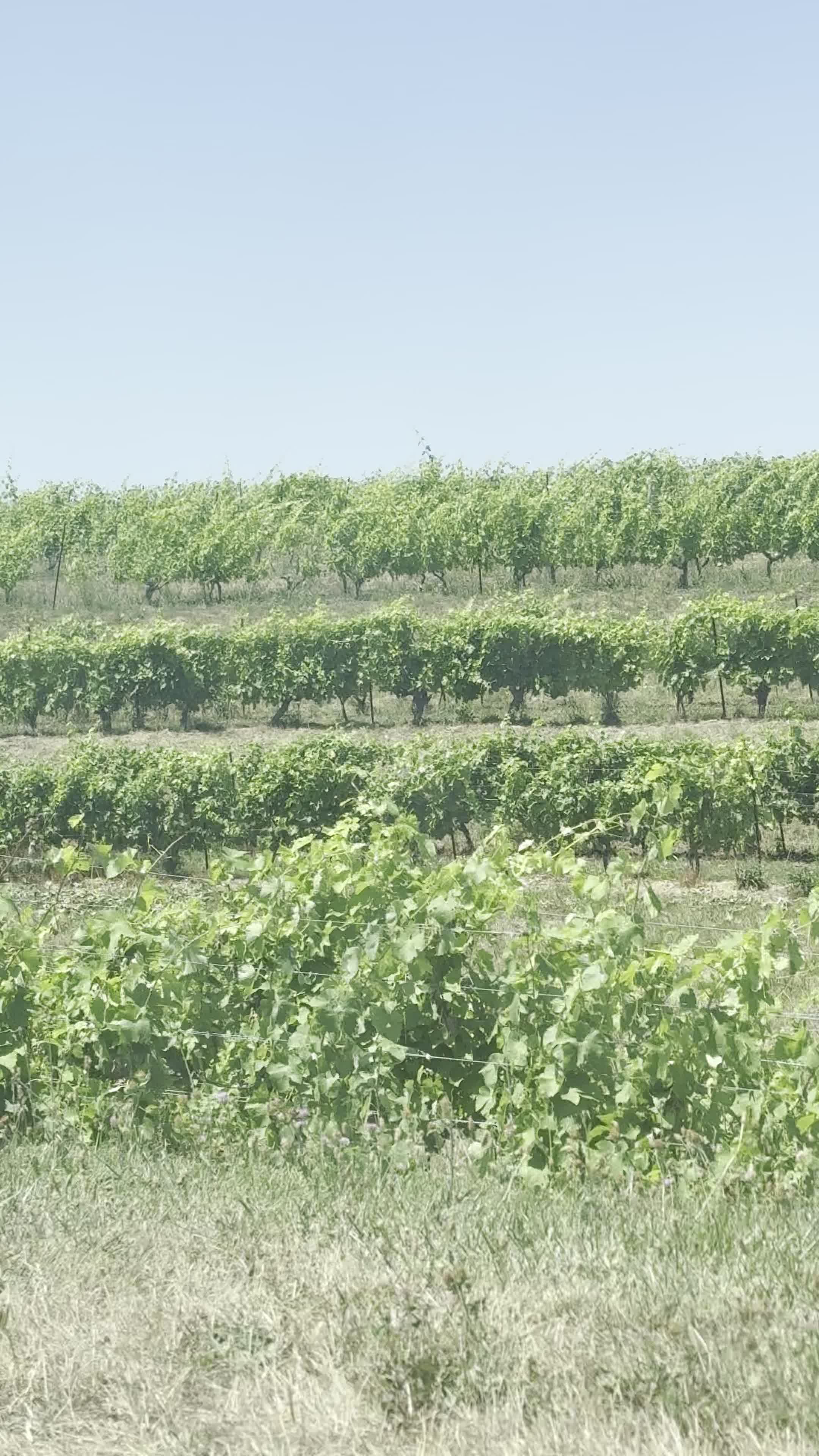 Kacaba Vineyards