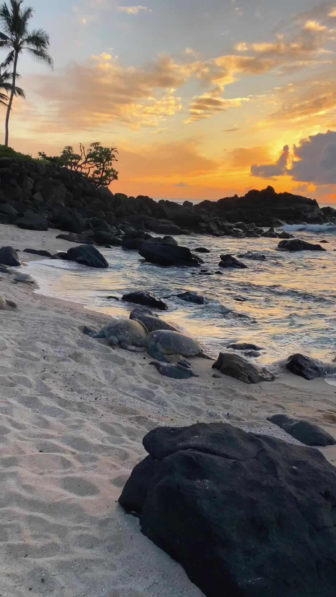 Video review of Laniakea (Turtle) Beach