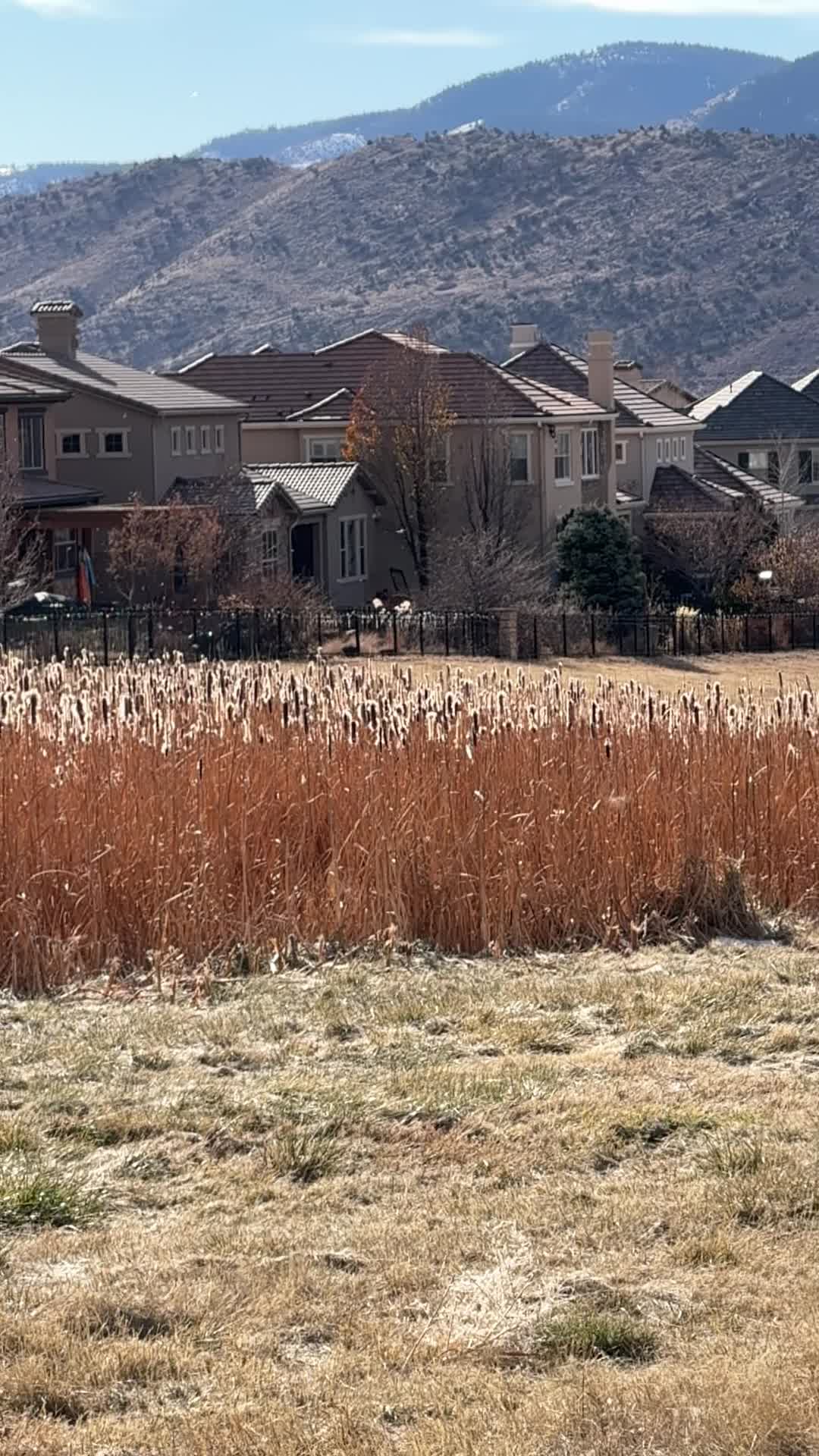 Forsberg Iron Spring Dog Park