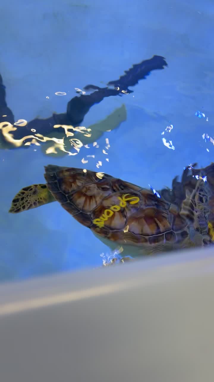Sea Turtle Inc.