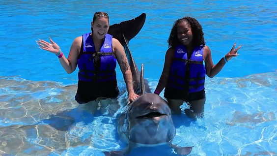 Dolphin Discovery