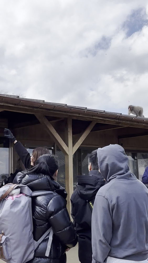 嵐山モンキーパーク いわたやま (Monkey Park Iwatayama)