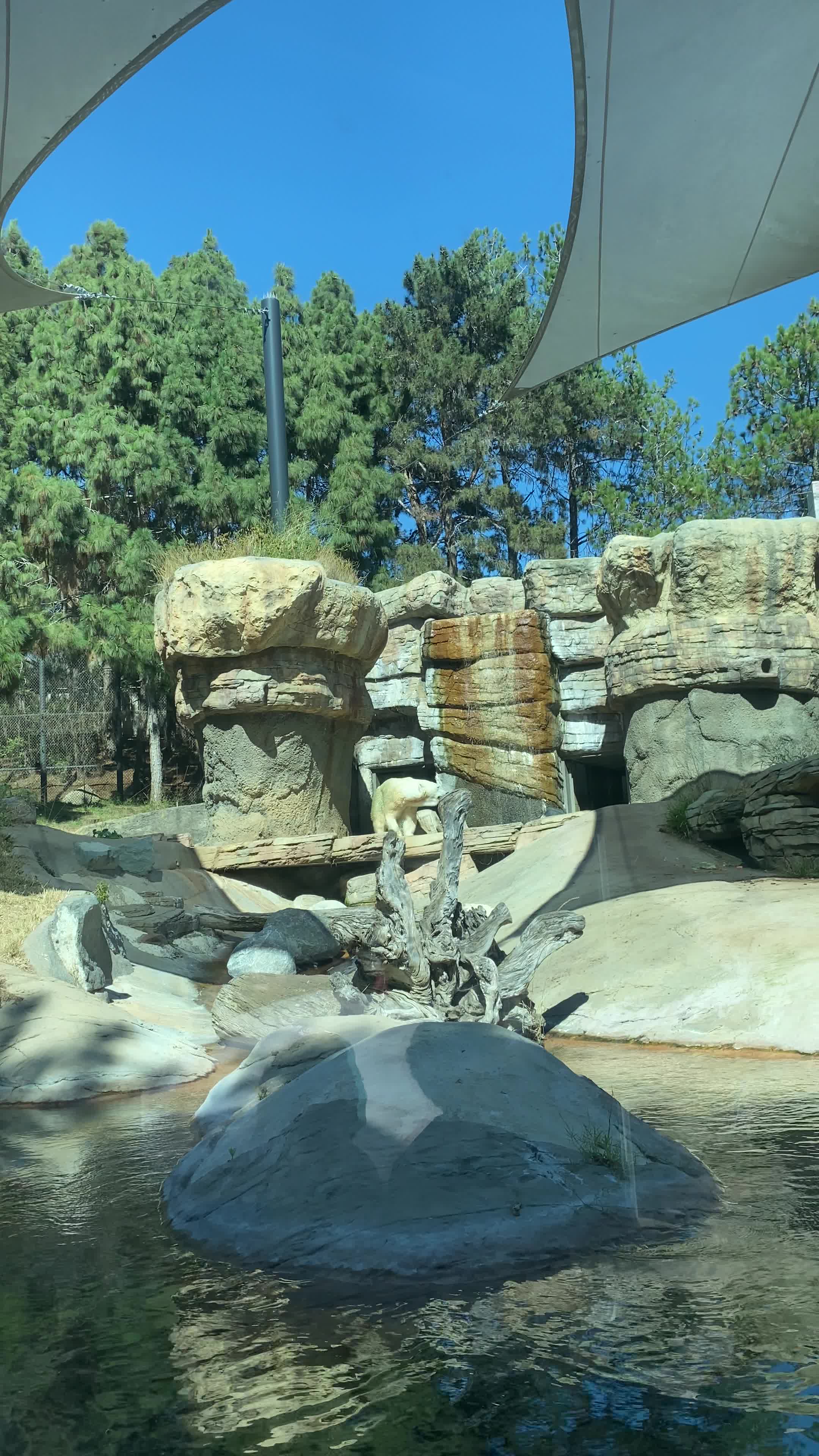 Video review of Polar Bear Plunge