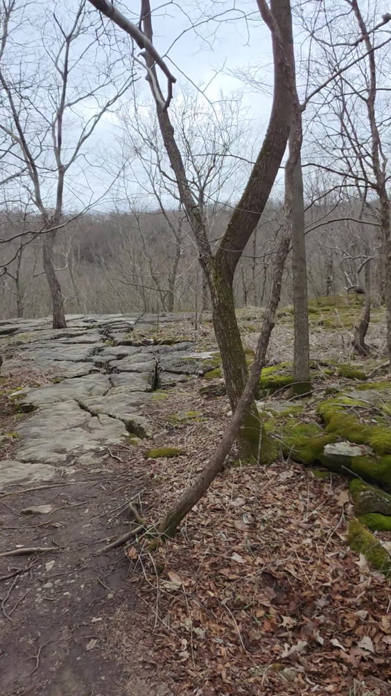 Three Falls Woods