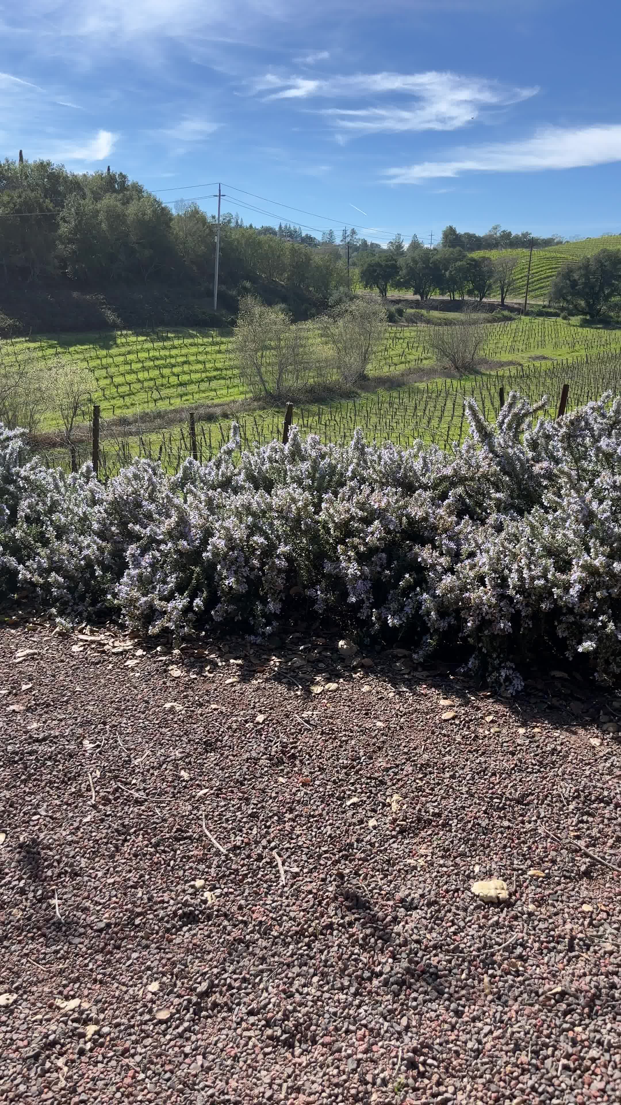 Joseph Swan Vineyards