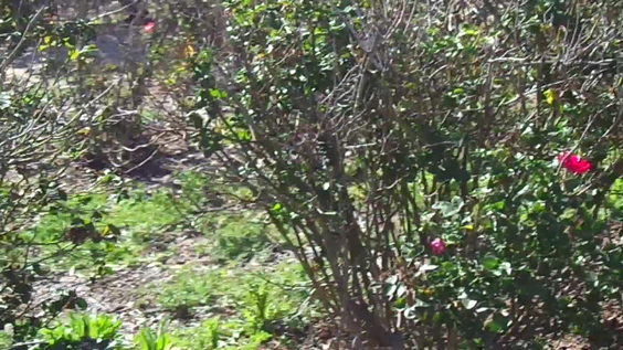 Rose Haven Heritage Garden 