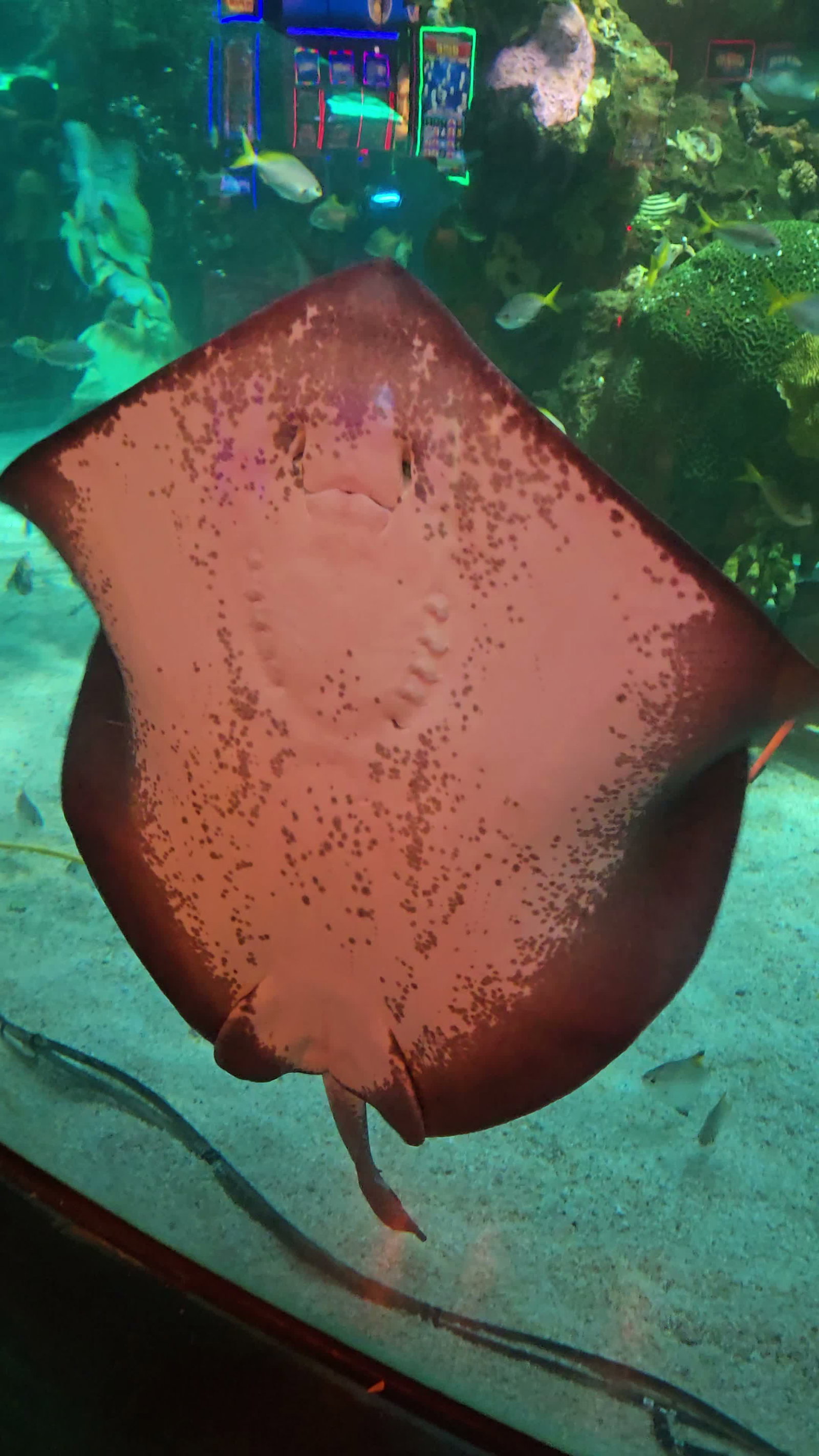 Video review of Silverton Mermaid Tank