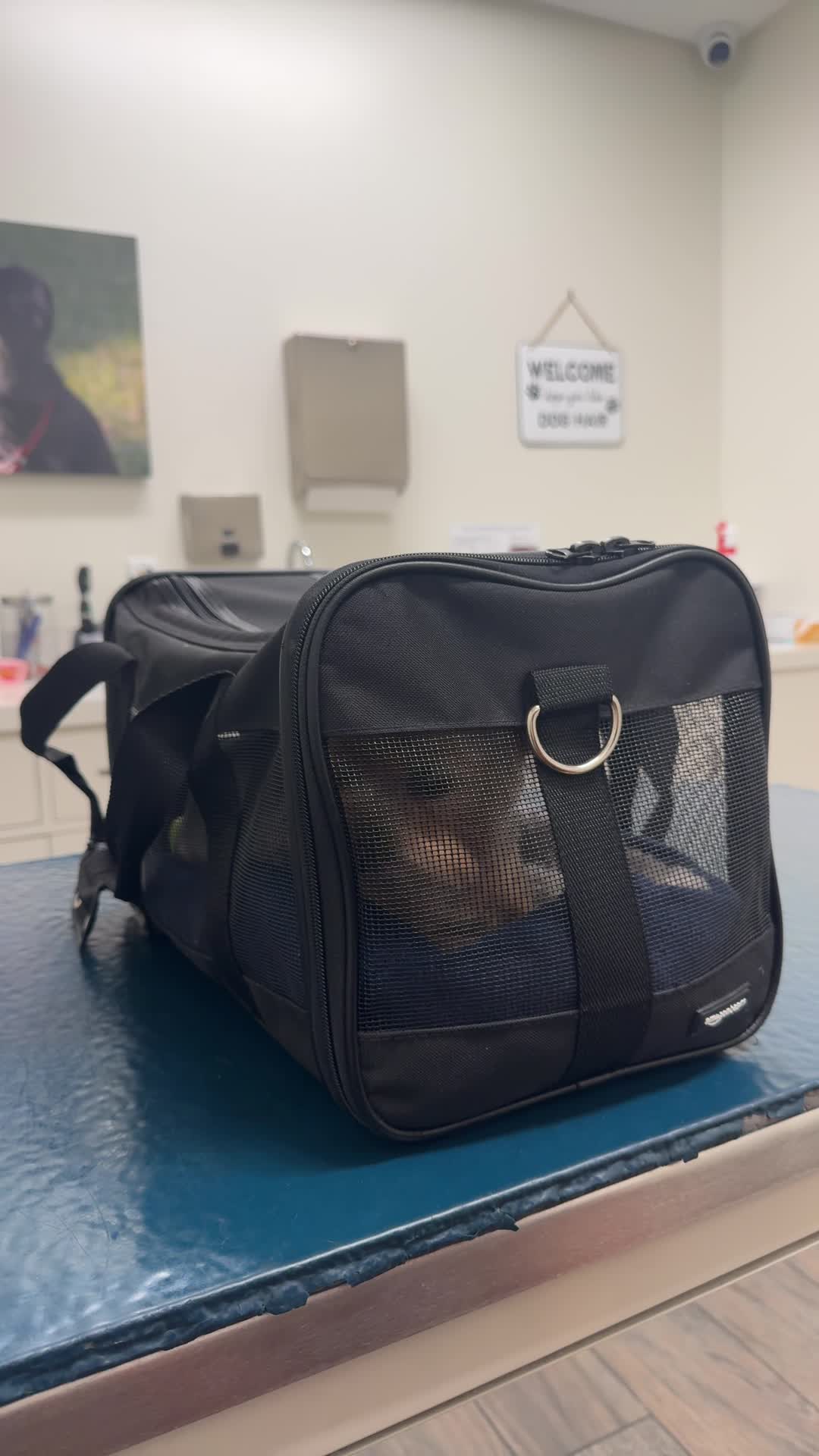 Media City Animal Hospital