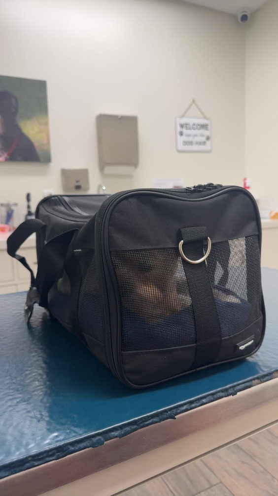 Media City Animal Hospital